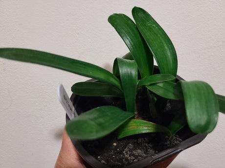 Clivia Seedling Tangelo x Nefertiti Gold