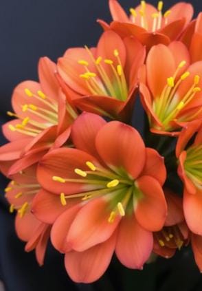 Clivia Seedling Touch of Class F1 x J vd Linde's BGT MT