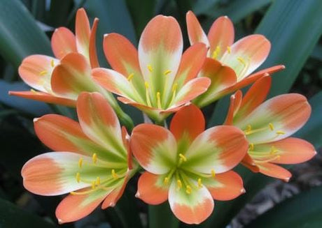 Clivia Seedling Touch of Class F1 x J vd Linde's BGT MT