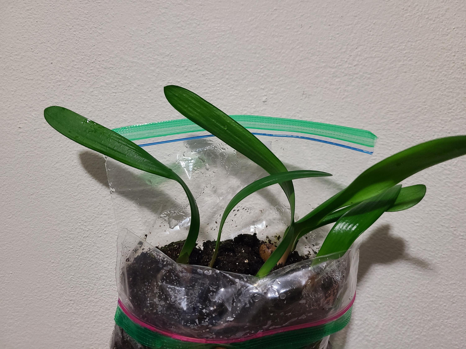 Clivia Seedling Touch of Class F1 x J vd Linde's BGT MT