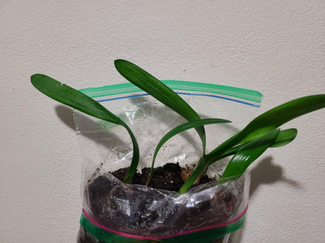 Clivia Seedling Touch of Class F1 x J vd Linde's BGT MT