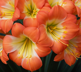 Clivia Seedling Touch of Class x Self x Touch of Class