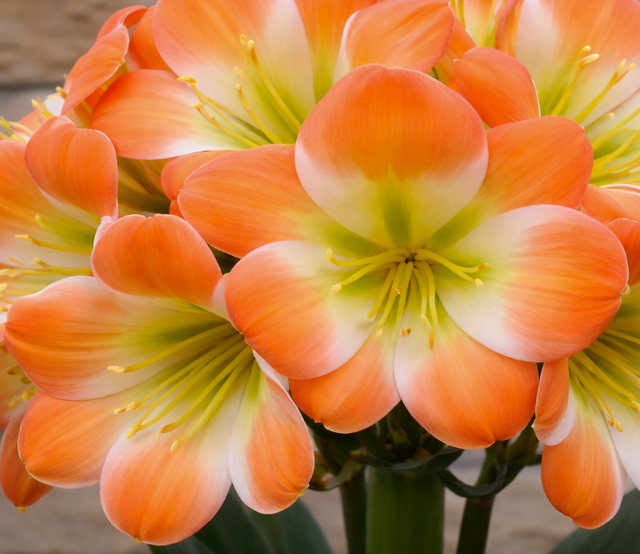 Clivia Seedling Touch of Class x Self x Touch of Class