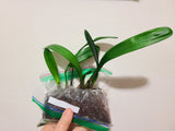 Clivia Seedling Touch of Class x Self x Touch of Class