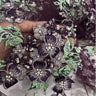 1 Yard 3D Beaded Floral Lace Fabric with Rhinestones – Embroidered Mesh with Scalloped Edges