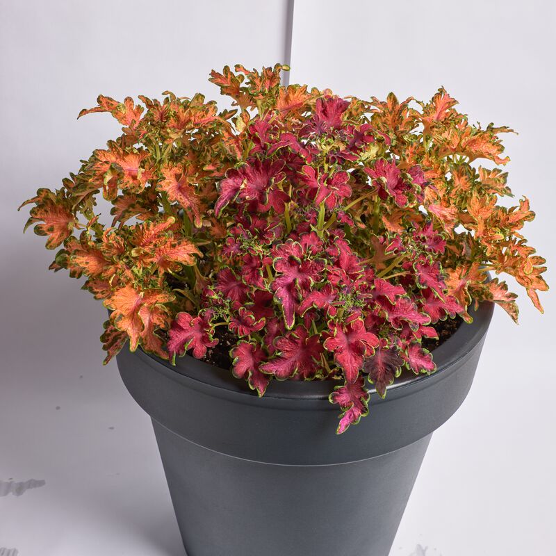 Coleus Colocha Mix Seed