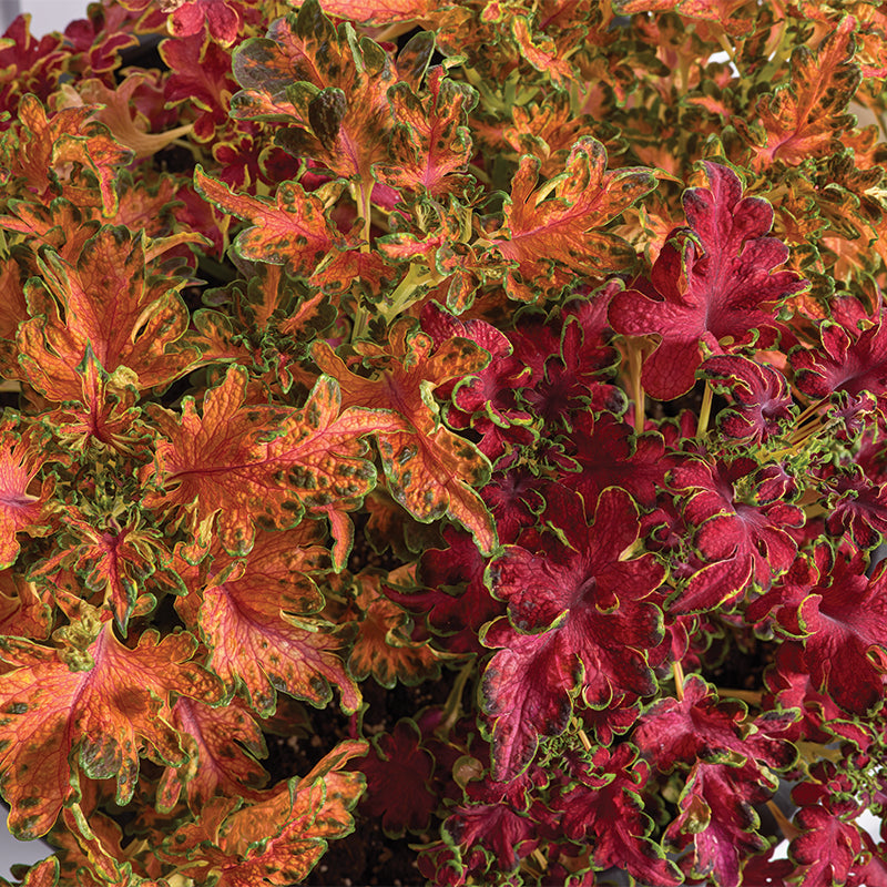 Coleus Colocha Mix Seed