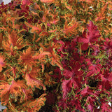 Coleus Colocha Mix Seed