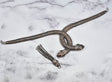 Rhinestone Snake Applique Connector