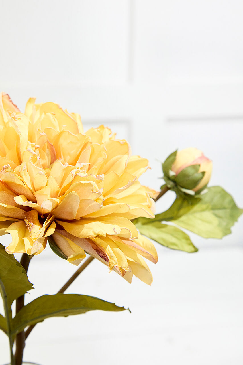 21" Dried Dahlia with Bud Stem