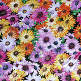 Cotton Lycra Jersey Knit Daisy Party Floral