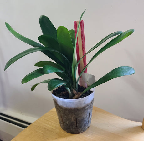 Clivia Bush Lily Young Japanese Daruma Compact Plant Orange