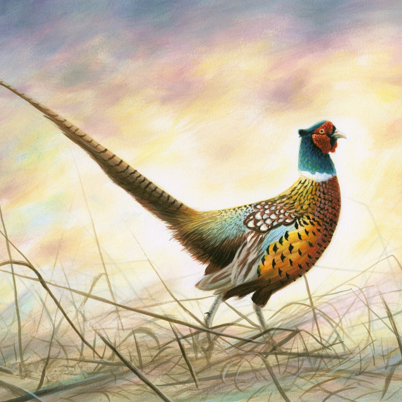 Fabric Panel Spring Rooster Pheasant 36"x44" David Textiles