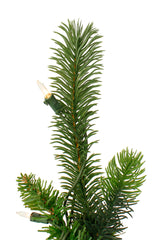 Prelit Tapered Salem Pine