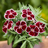 Dianthus Diana Crimson Bicolor F1 Seed