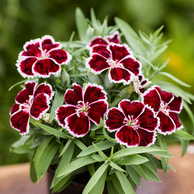 Dianthus Diana Crimson Bicolor F1 Seed