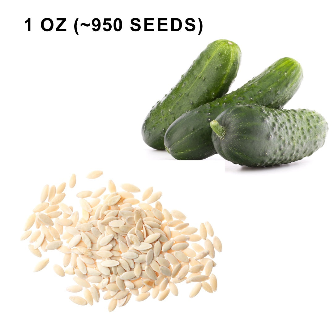 Pioneer F1 Hybrid Cucumber Seeds Heirloom Pickling Cucumber High Yield Cucumis Sativus Open Pollinated Non GMO