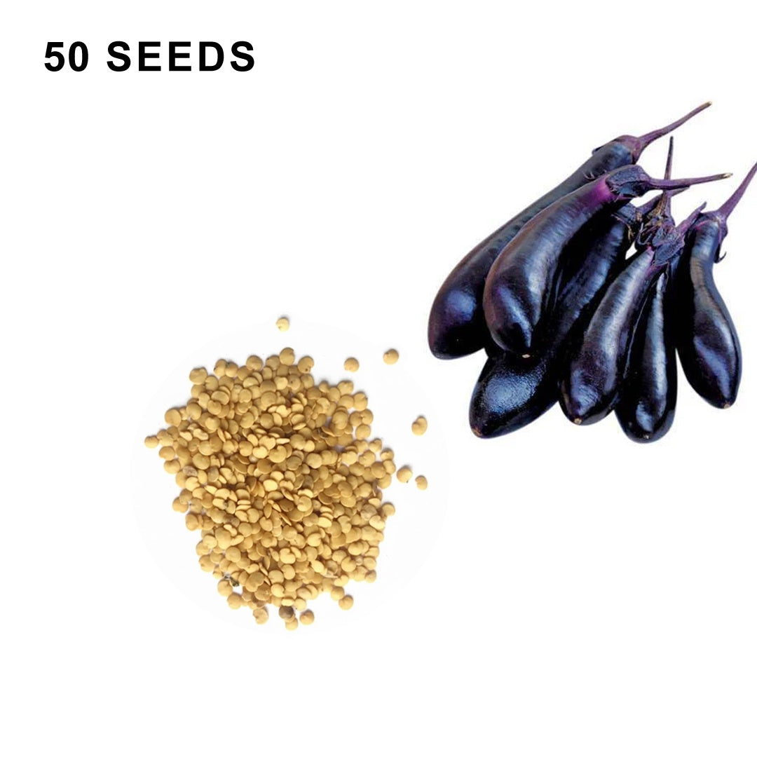 Millionaire Eggplant Seeds High Yield Japanese Eggplant Variety for Home Gardens