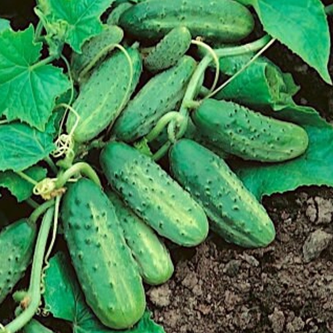SMR 58 Cucumber Seeds Non GMO Vigorous Standard Pickling Cucumber Country Creek Acres