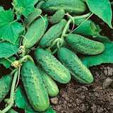 SMR 58 Cucumber Seeds Non GMO Vigorous Standard Pickling Cucumber Country Creek Acres