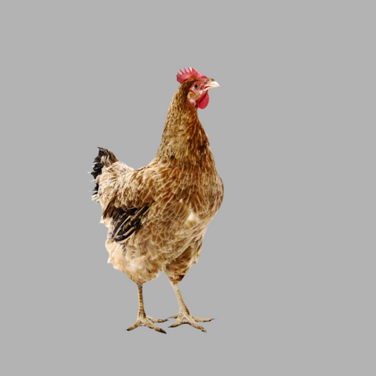 M-Old Hen Chicken