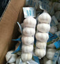 Fresh Garlic