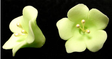 Fruit Blossom Single - Light Green 110 pieces