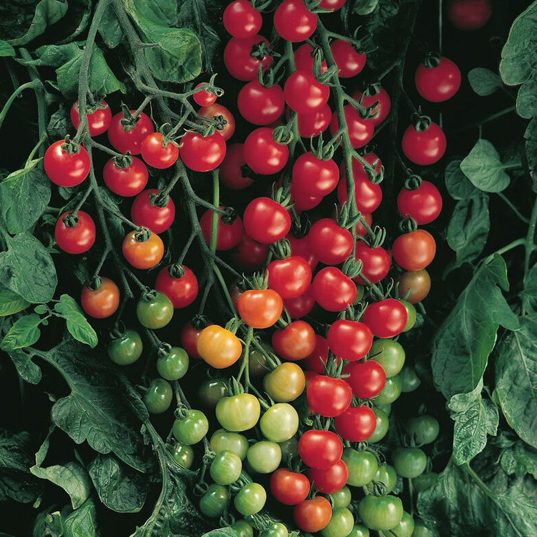 Super Sweet 100 Tomato Seeds Sweet Cherry Tomatoes High Yield Disease Resistant Non GMO Garden Seeds