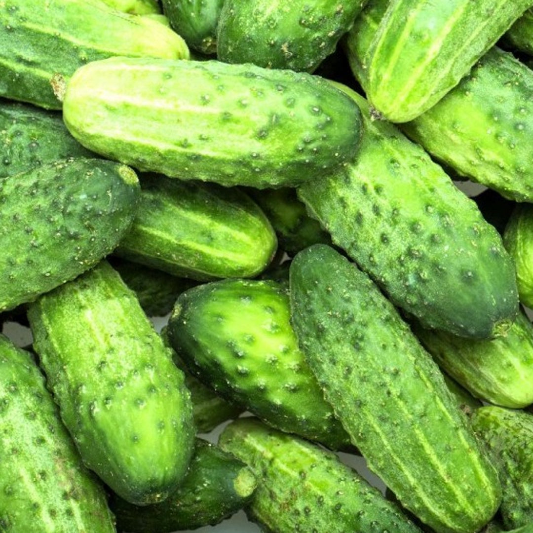 SMR 58 Cucumber Seeds Non GMO Vigorous Standard Pickling Cucumber Country Creek Acres