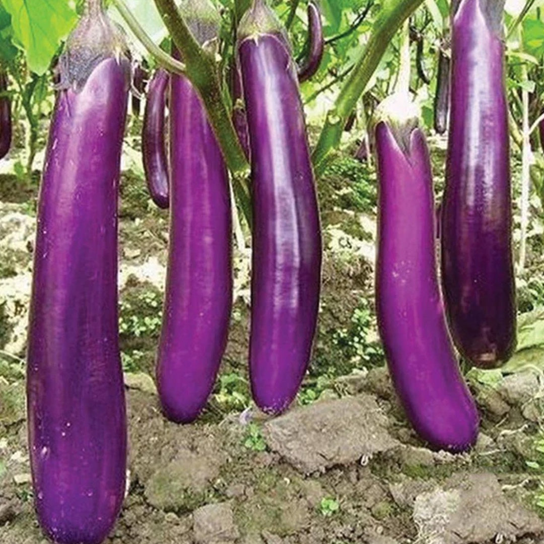 Long Purple Eggplant Seeds Heirloom Organic High Yield Garden Variety