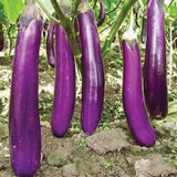Long Purple Eggplant Seeds Heirloom Organic High Yield Garden Variety