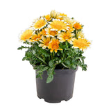 Gazania Zany Sunny-Side Up F1 Seed