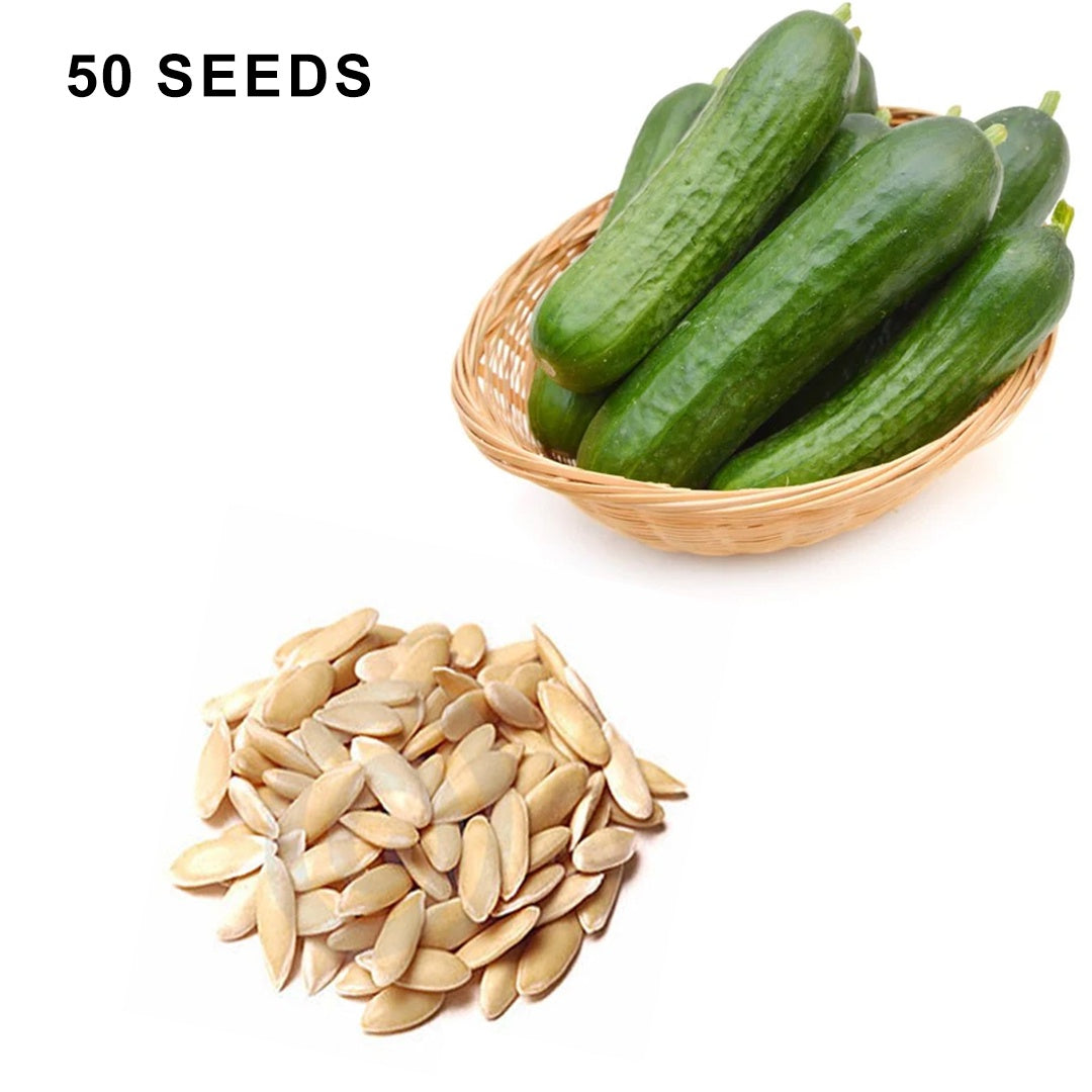 Muncher Cucumber Seeds Heirloom Organic High Yield Crisp and Tasty Garden Variety