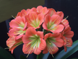Clivia Miniata Seedling Heat Pack