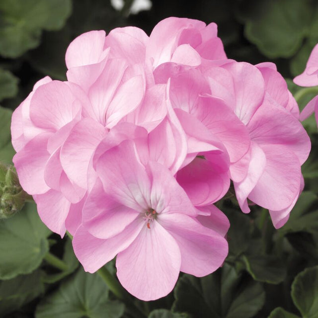 Geranium Pinto Premium Lavender F1 Seeds