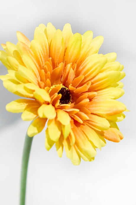 22" Gerbera Daisy Stem