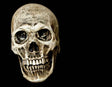 Human Skull - Latex Prop