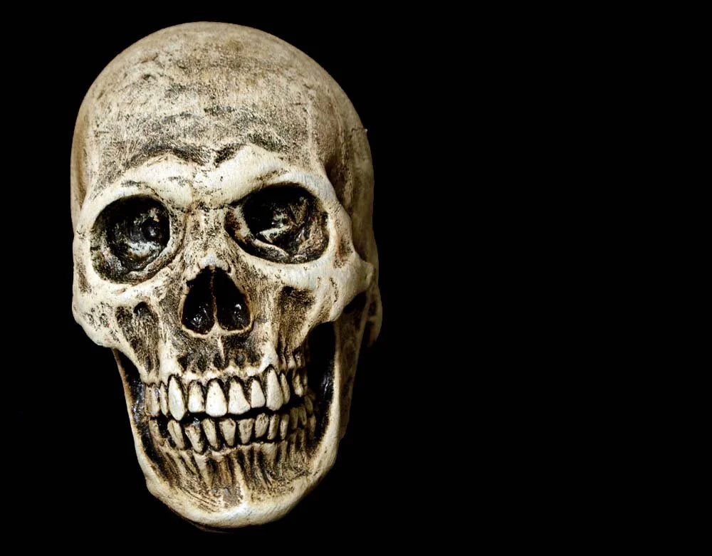 Human Skull - Latex Prop