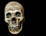 Human Skull - Latex Prop
