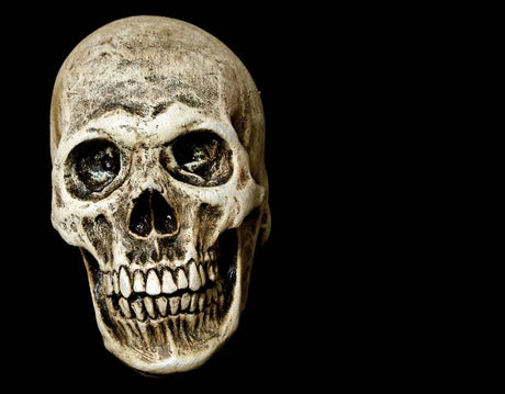 Human Skull - Latex Prop
