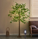 264LT Ficus Silk Tree, 72 Inch Plug-In LED Willow & Cherry Blossom Bark Texture Home Decor