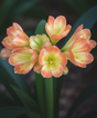 Clivia Seedling Green Throat Hattori x Self