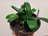 Clivia Seedling Green Throat Hattori x Nefertiti Gold