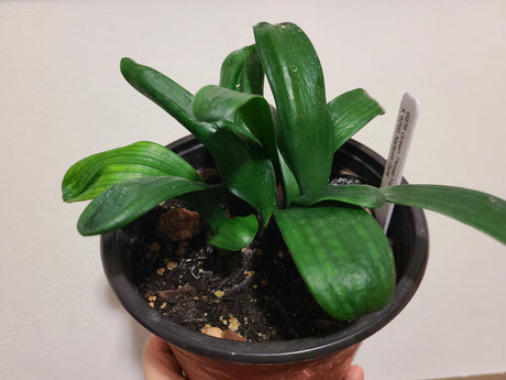 Clivia Seedling Green Throat Hattori x Nefertiti Gold
