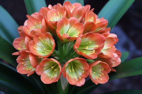 Clivia Hybrid Seedling Gunston x Gun Metal Hirao