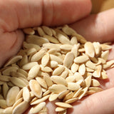 Muncher Cucumber Seeds Heirloom Organic High Yield Crisp and Tasty Garden Variety