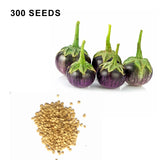 Round Purple Eggplant Seeds Thai Baby Eggplant Indian Eggplant Seeds Non GMO Organic Treevales