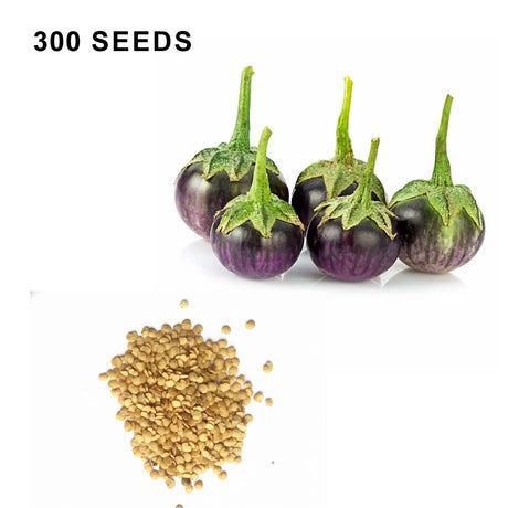 Round Purple Eggplant Seeds Thai Baby Eggplant Indian Eggplant Seeds Non GMO Organic Treevales