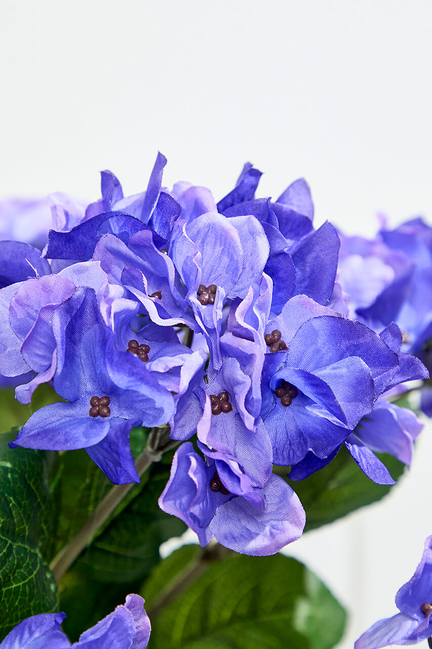 24" Purple Hydrangea Bush