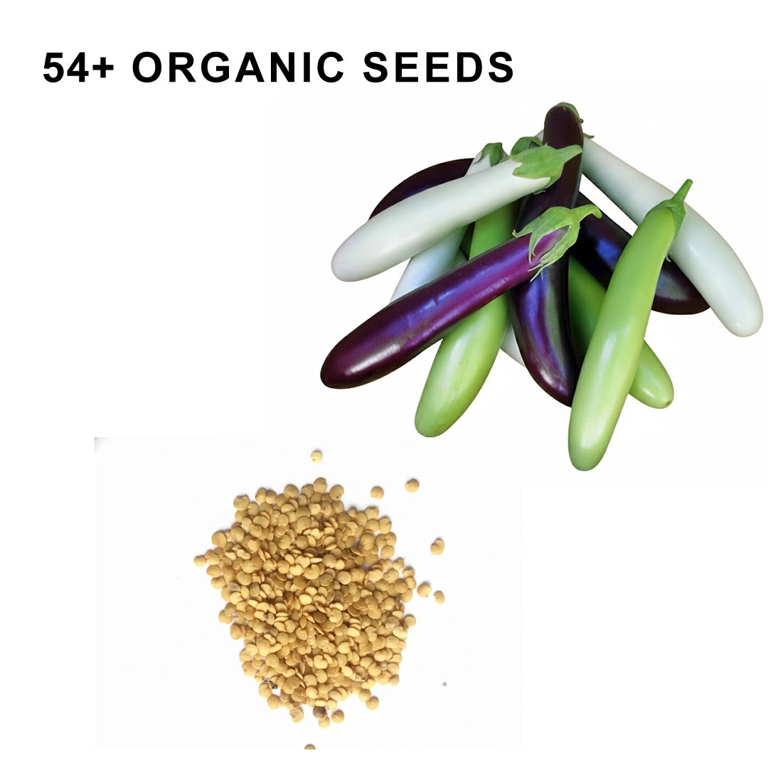Fingerling Mix Eggplant Heirloom Seeds Good for Containers Patio and Balcony Organic Non GMO